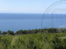 Pinus-pityusa_Джанхот_гарь